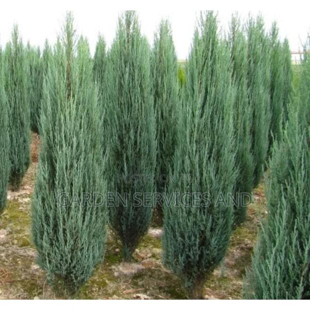 Sky Rocket Thuja for Sale photo 8