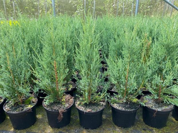 Sky Rocket Thuja for Sale photo 10