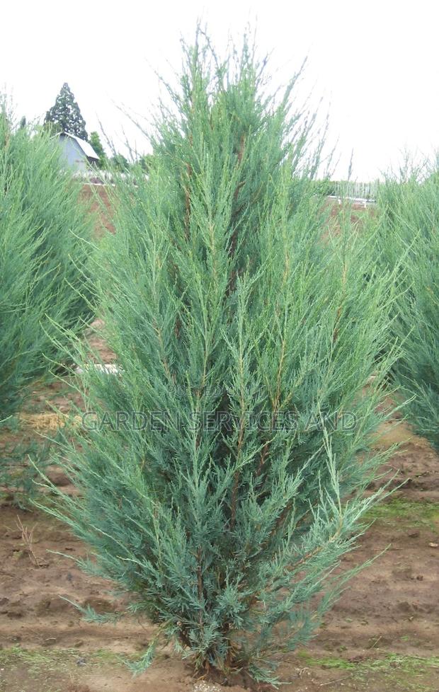 Sky Rocket Thuja for Sale photo 11