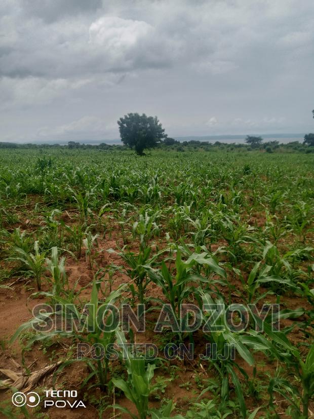 50,000 Acres of Farm Land for Sale or Login Lease