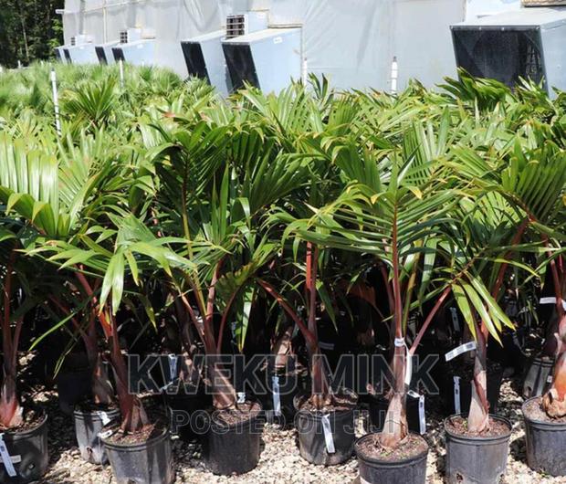 Bottle Palms photo 2