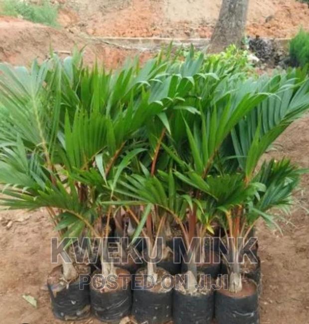 Bottle Palms photo 3