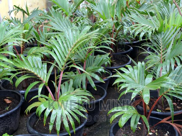 Bottle Palms photo 4