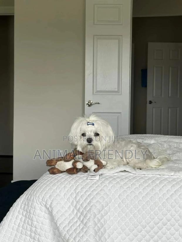 1-3 months Male Purebred Maltese · Photo 2