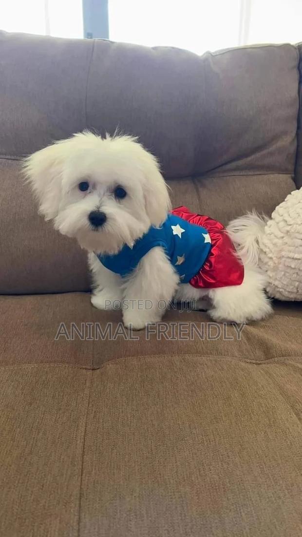 1-3 months Female Purebred Poodle · Photo 2