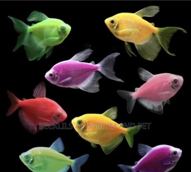Glow Tetra Fish · Photo 2