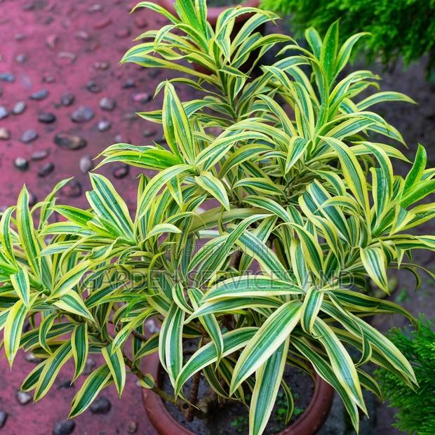 Dracienia for Sale