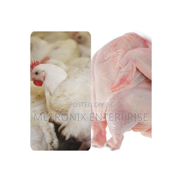 Broiler Chicken · Photo 4