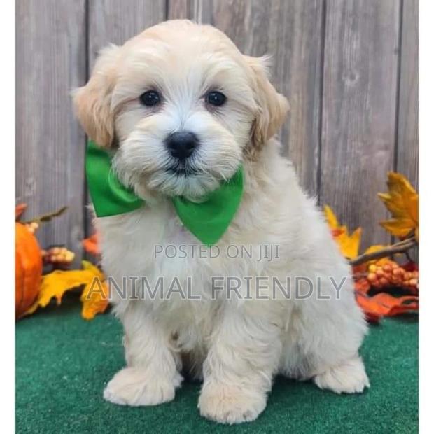 1-3 months Female Purebred Poodle · Photo 2