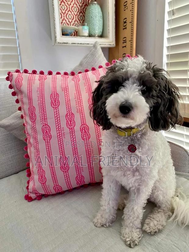1-3 months Female Purebred Poodle · Photo 2
