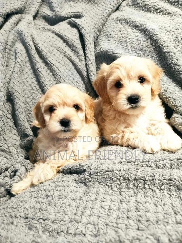 1-3 months Female Purebred Poodle · Photo 2