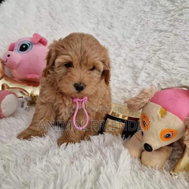 1-3 months Female Purebred Poodle · Photo 2