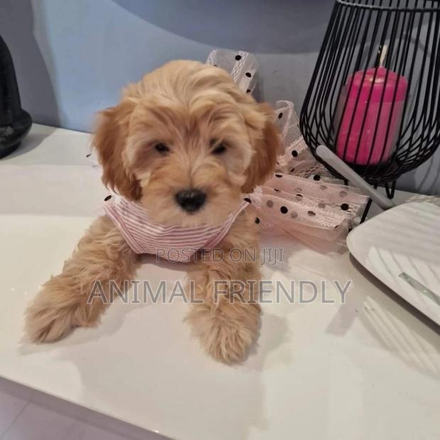 1-3 months Female Purebred Poodle · Photo 2
