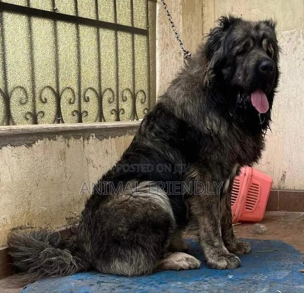 1-3 months Male Purebred Caucasian Shepherd · Photo 2