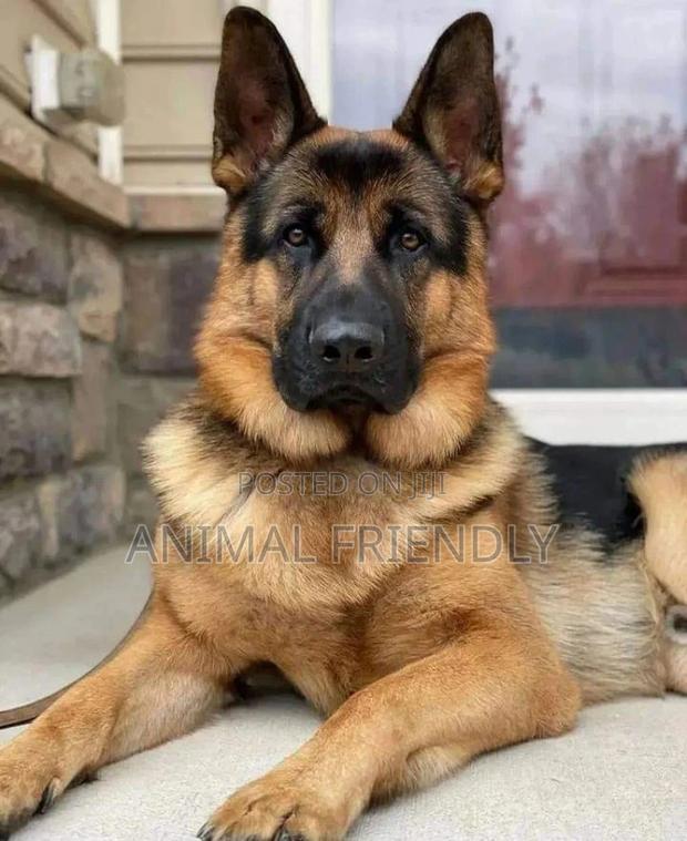 1-3 months Female Purebred German Shepherd · Photo 2