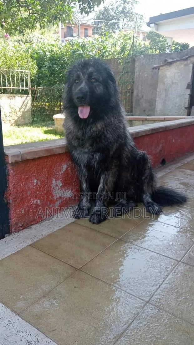 1-3 months Male Purebred Caucasian Shepherd · Photo 2