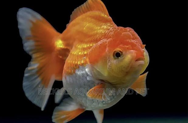 Lion Head Gold Fishes ( Bigger Size)