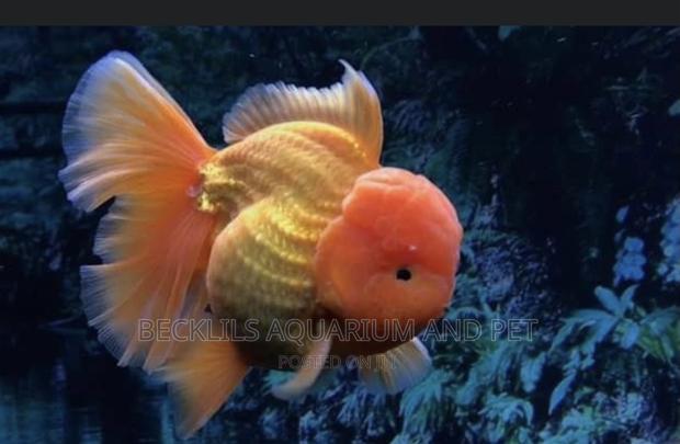 Lion Head Gold Fishes ( Bigger Size)