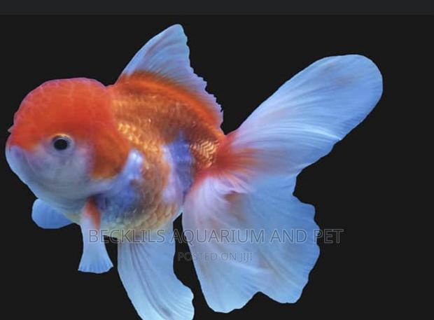 Gold Fishes ( Lion Head) · Photo 4
