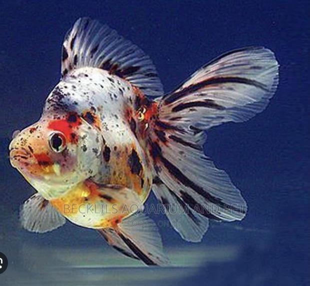Calico Gold Fish · Photo 4