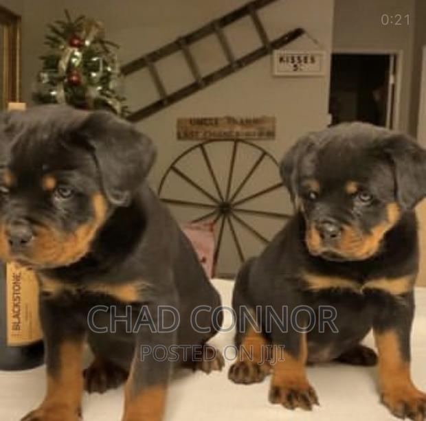 1-3 months Male Purebred Rottweiler · Photo 3