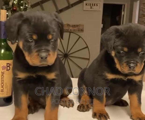 1-3 months Male Purebred Rottweiler · Photo 4