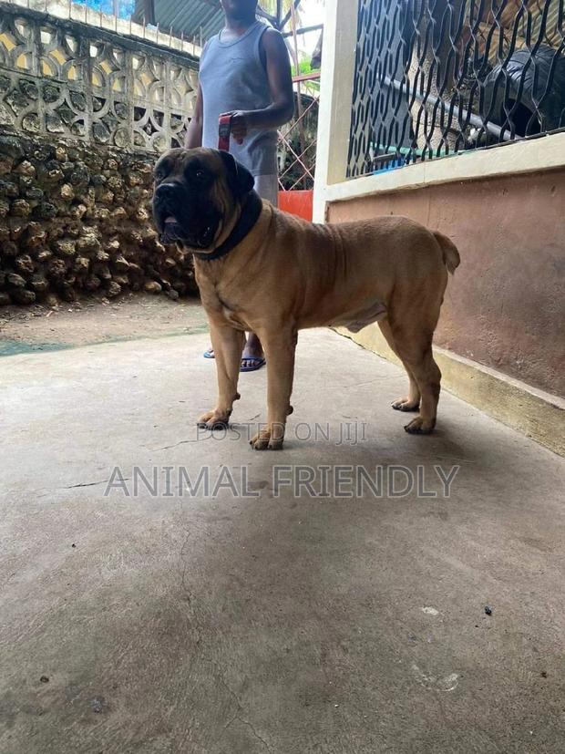 1-3 months Male Purebred Boerboel · Photo 2
