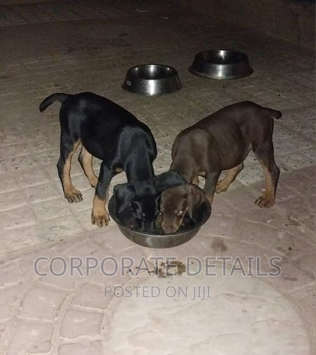 1-3 months Male Purebred Doberman Pinscher · Photo 1