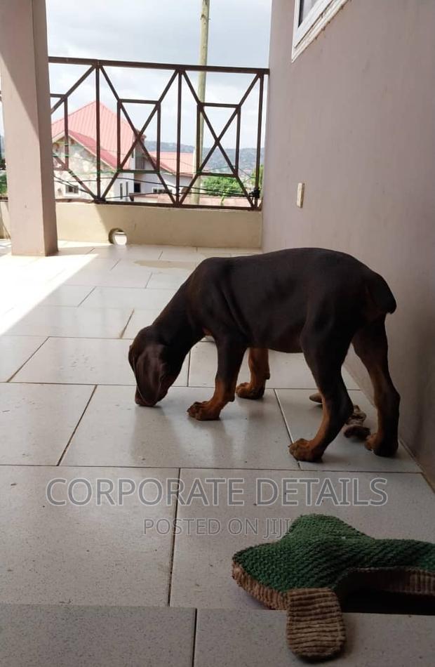 1-3 months Male Purebred Doberman Pinscher · Photo 1