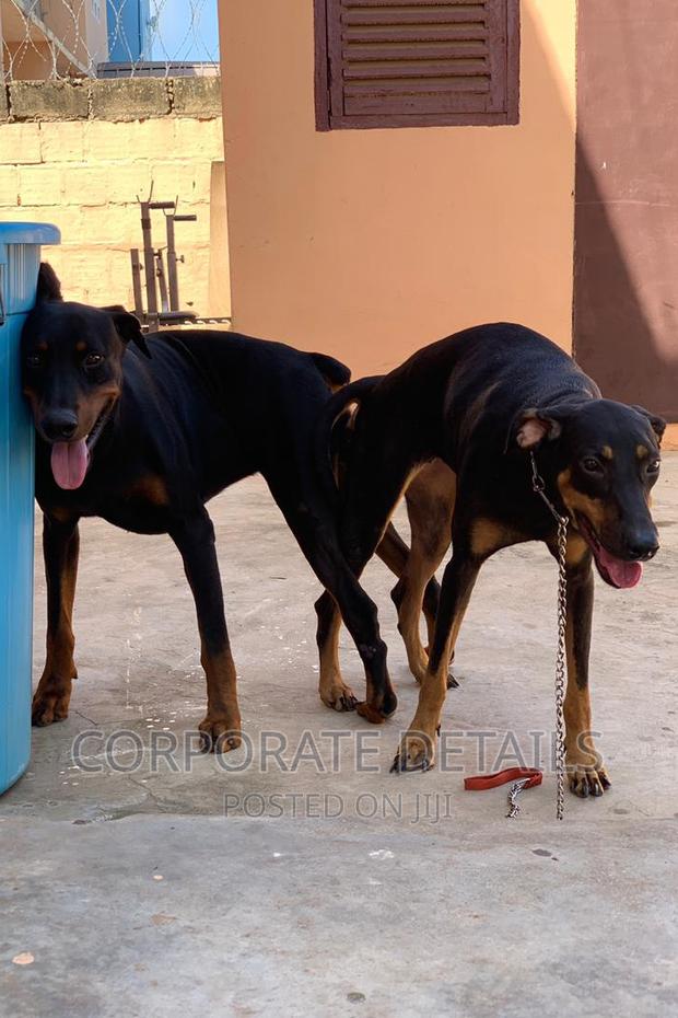 1-3 months Male Purebred Doberman Pinscher · Photo 1