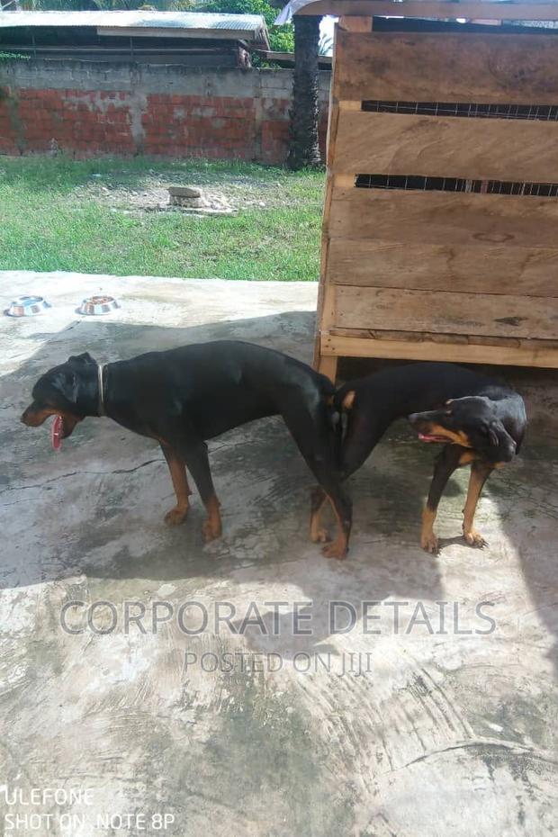 1-3 months Male Purebred Doberman Pinscher · Photo 1