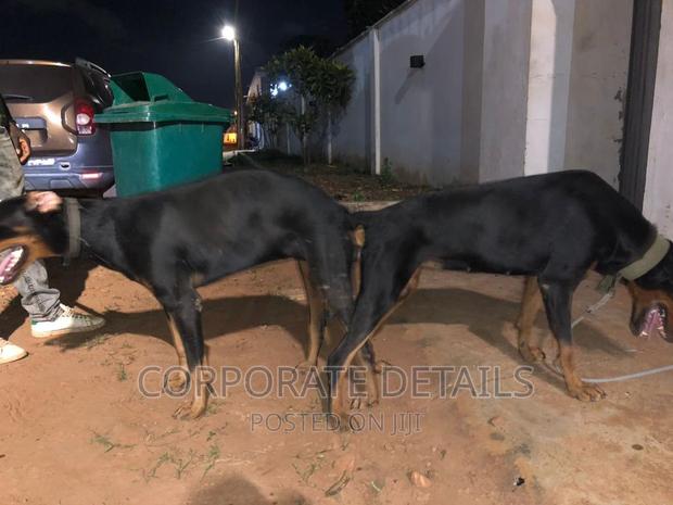 1-3 months Male Purebred Doberman Pinscher · Photo 1