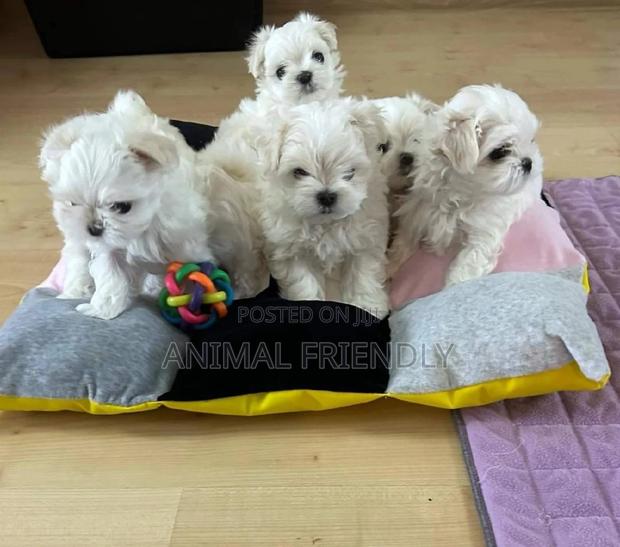 1-3 months Male Purebred Poodle · Photo 2