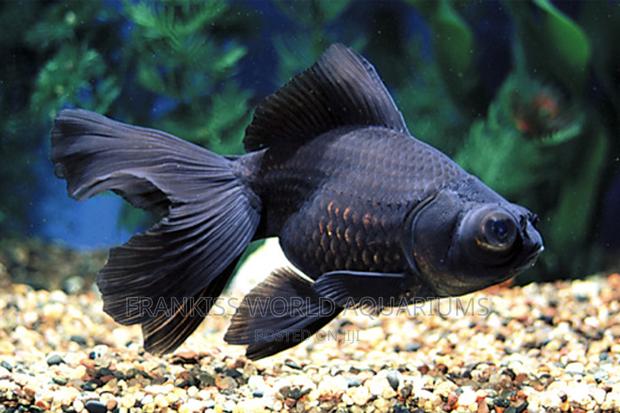Blackmoor Gold Fish · Photo 2