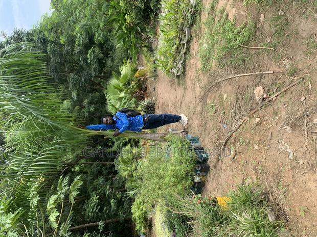 Grown Royal Palm photo 3