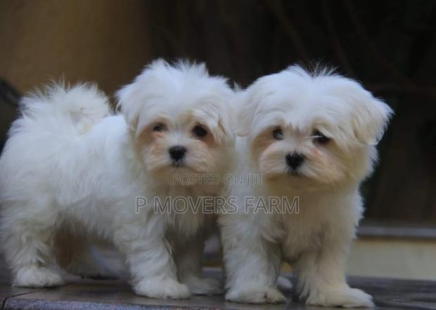 1-3 months Male Purebred Poodle · Photo 2