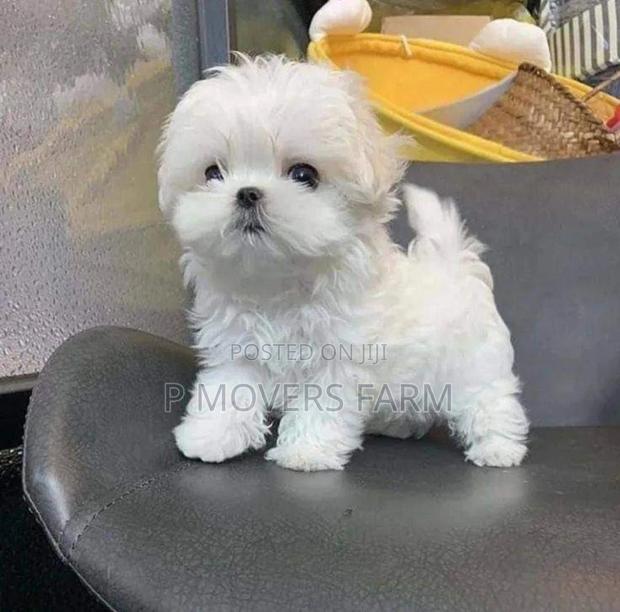 1-3 months Female Purebred Maltese · Photo 2