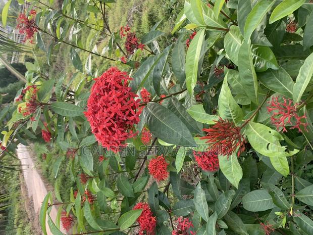 Shrubs for Sale photo 3