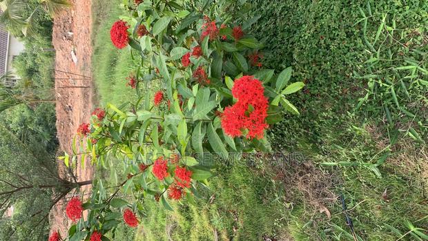 Shrubs for Sale photo 5