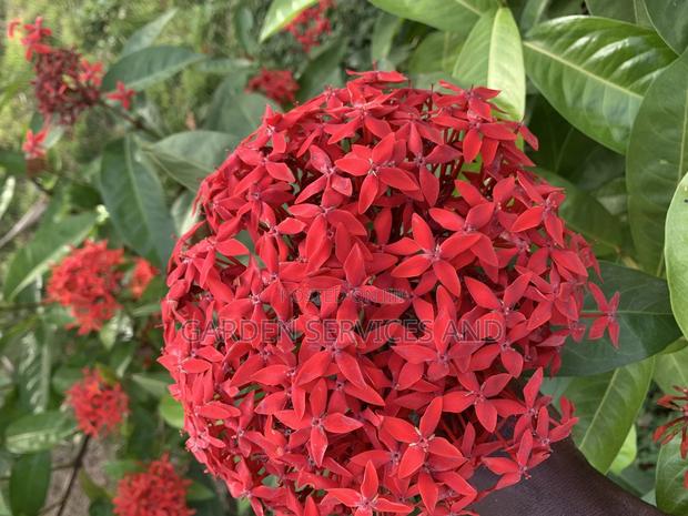 Shrubs for Sale photo 2