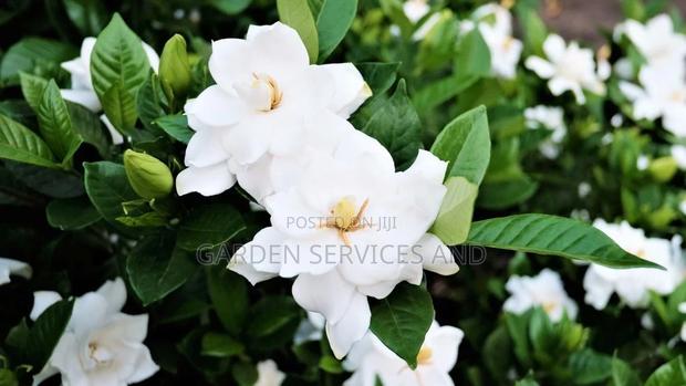 Gardenia for Sale photo 2