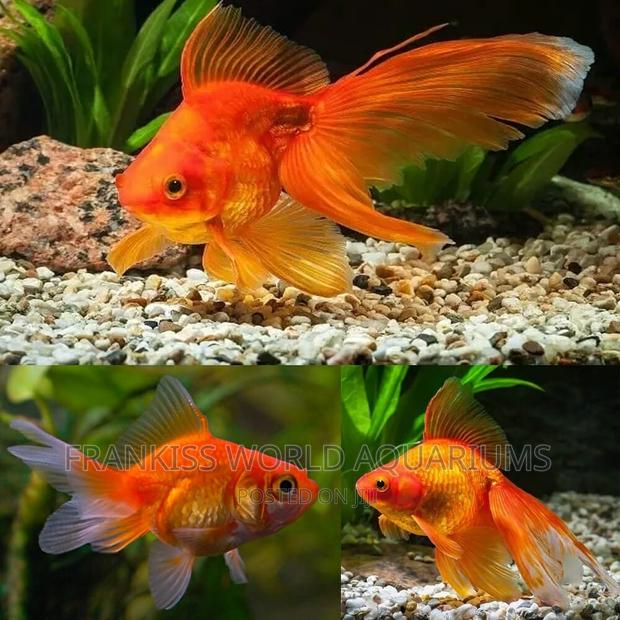 Fantail Gold Fish · Photo 2