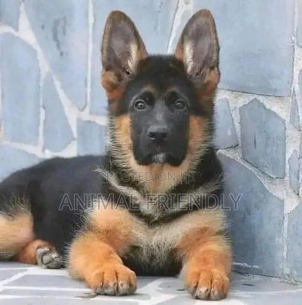 1-3 months Male Purebred German Shepherd · Photo 2