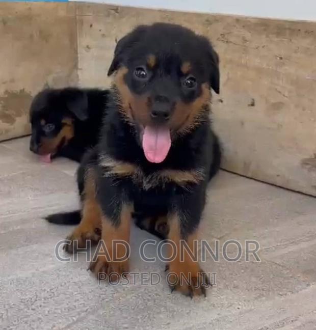 1-3 months Female Purebred Rottweiler · Photo 4