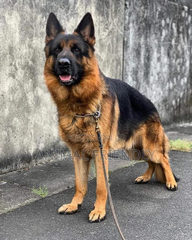 1-3 months Male Purebred German Shepherd · Photo 2