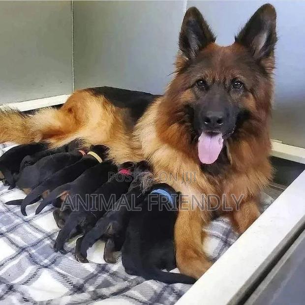 1-3 months Female Purebred German Shepherd · Photo 2