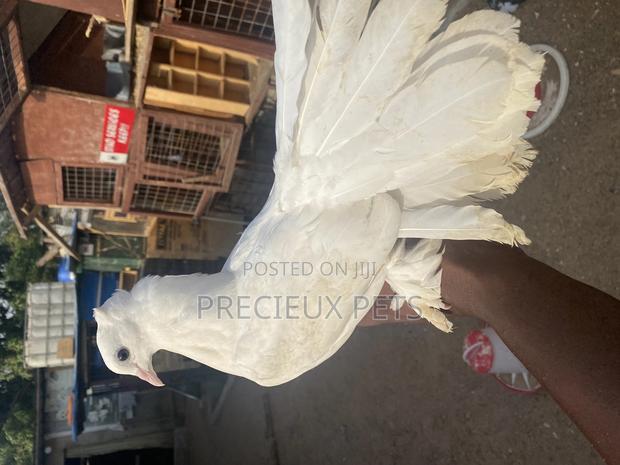 Fantails Pidgeons · Photo 2