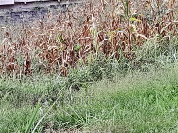 Plot for Sale at Effia Nkwanta · Photo 3