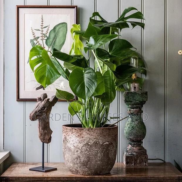 Monstera1 for Sale