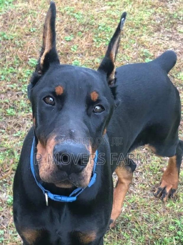 1-3 months Male Purebred Doberman Pinscher · Photo 2